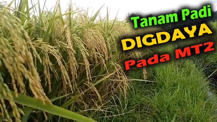 TANAM PADI INPARI DIGDAYA | Pandu Farm