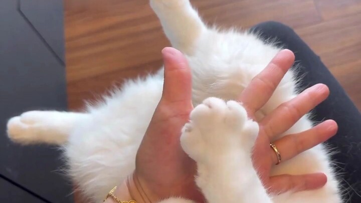 请伸出你的圆手