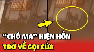 Rùng rợn câu chuyện về "CHÚ CHÓ MA" hiện hồn về trông nhà 😨 | Yêu Lu