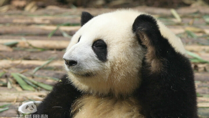 Why don’t you use jiojio when scratching Hehua’s ears?