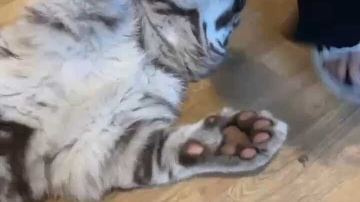 真理始终掌握在妈妈手里