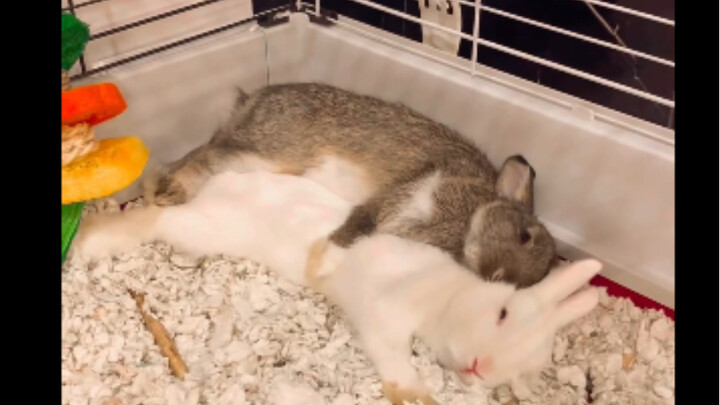 Rabbit Hug