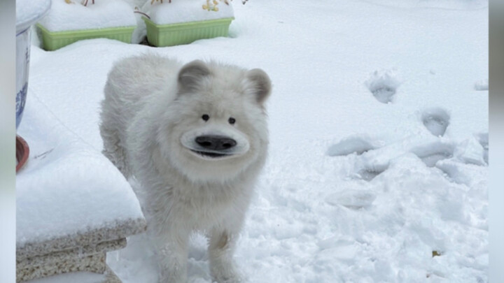 How Happy Is a Dog Seeing Snow for the First Time?