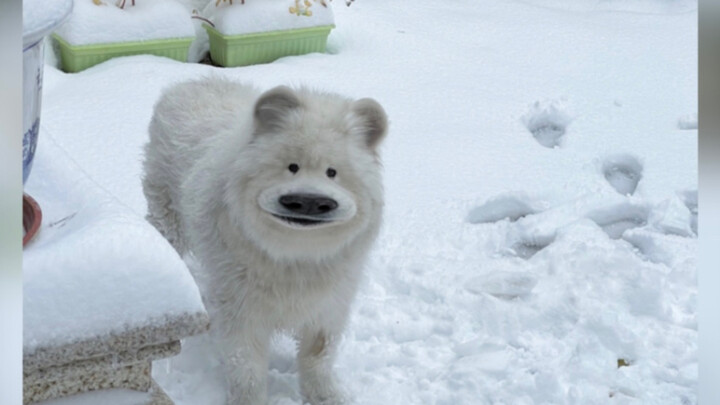 第一次玩雪的南方狗子有多快乐