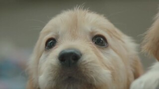 【BBC】一只狗狗需要经历多少训练，才能成为合格的导盲犬？