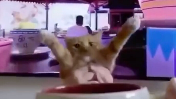 Miao: Aku bener-bener gak bisa nahan senengnya, keluarga!