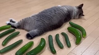 Cucumber, the cat's lifelong enemy