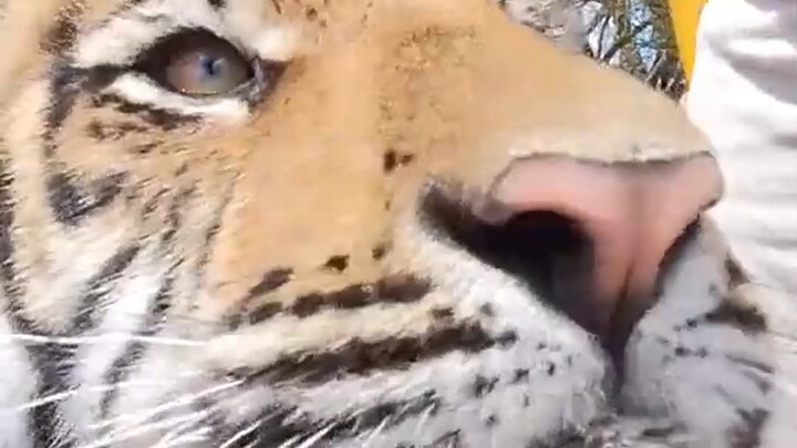 Kucing besar minta dielus, sampai panik sampai meraung seperti sapi!