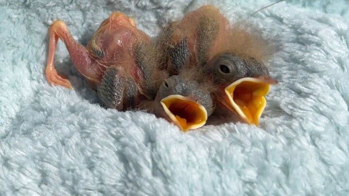 Bird Treasure is online! I’ll do my best to take care of you all.