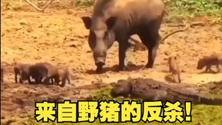 真正的野猪有多凶？来自野猪的反杀！
