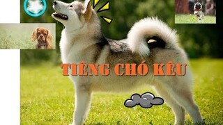 Chó sủa - tiếng chó sủa thanh, vang #chiplitv