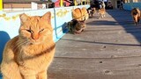 [สัตว์]การให้อาหารเช้าแมวที่เกาะที่มีแต่แมว