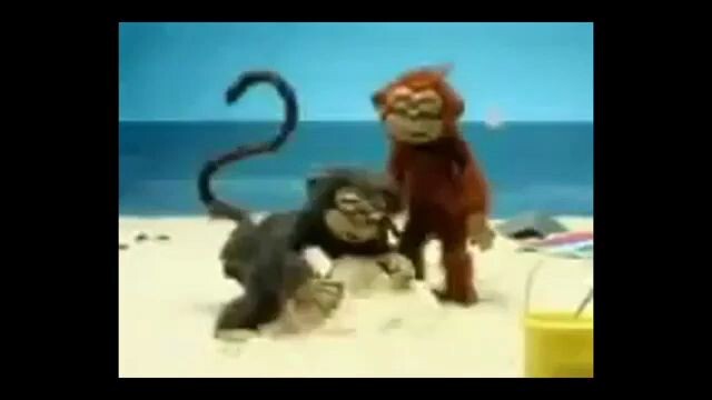 monyet gila yang viral di warnet