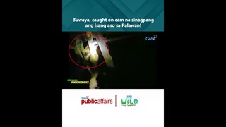 Buwaya, caught on cam na sinagpang ang isang aso sa Palawan! | Born to Be Wild