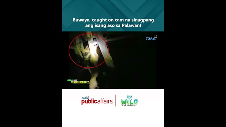 Buwaya, caught on cam na sinagpang ang isang aso sa Palawan! | Born to Be Wild