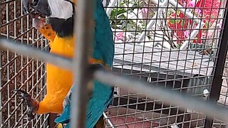 parrot says pangit #singlegalore