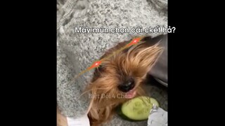 Phản Ứng Hài Hước Của Các Quàng Thượng Với Đồ Ăn _ Biệt Đội 4 Chân