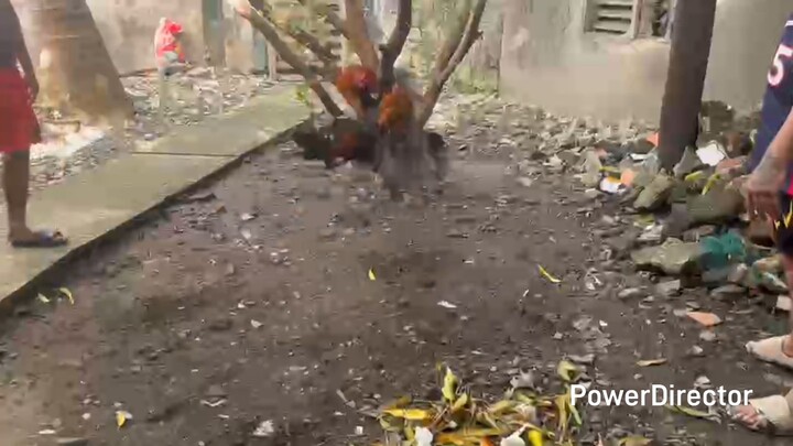 For Nov. 28 Manila Arena 2hits