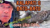 KALAPATING BATO-BATO