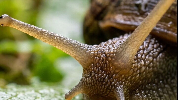 snail eyes