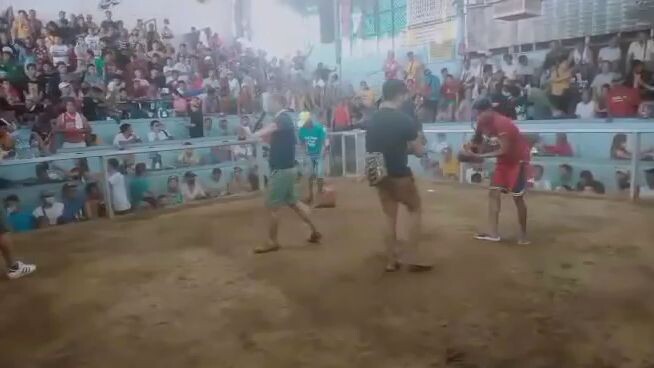 First fight binabae win 💪🐓