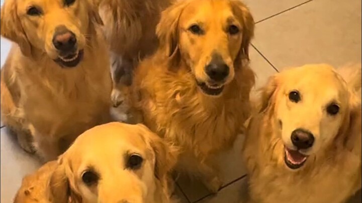 ปลุกสามีด้วยเจ้าตูบโกลเด้น 5 ตัว