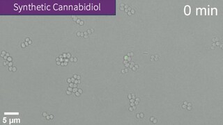 Time lapse video 2 of 2: S.aureus treated with synthetic cannabidiol