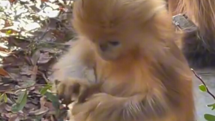 From doubting Bodhi Patriarch to finally understanding him—just one adorable little monkey is all it