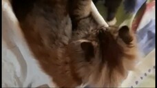 Kittens Fun Time🐾🐾 Read description