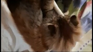 Kittens Fun Time🐾🐾 Read description