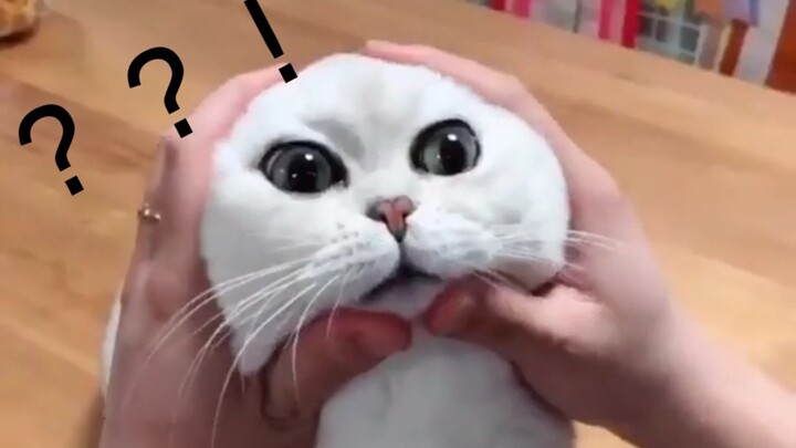 猫：当时我害怕极了