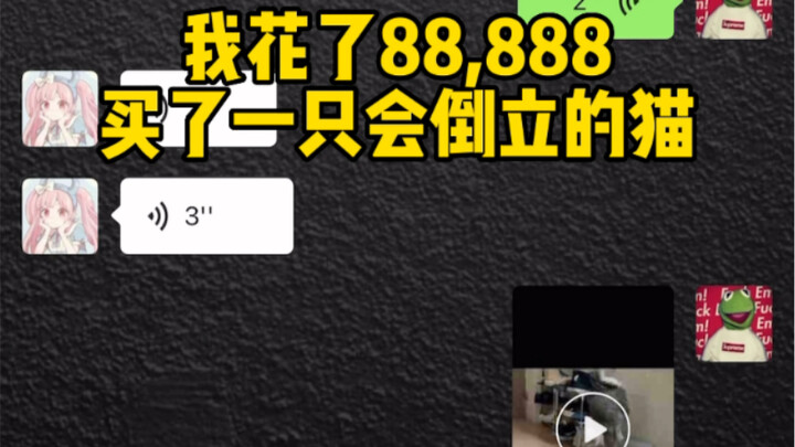 ช่วยกันดูแมวตีลังกาตัวนี้หน่อยสิ!