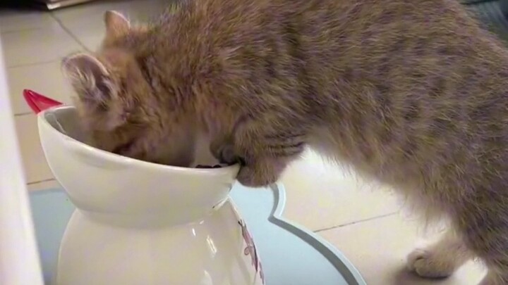 ตอนนี้ข้อเสียเดียวของคุณลุงก็คือ หาซื้อไม่ได้เลย ซื้อไม่ได้จริงๆ