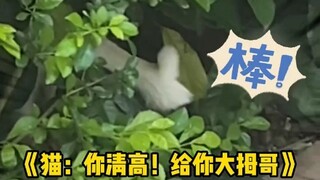 القطة داموغه: سأعطيك إعجابًا. #قطط #جميلة #حيوانات أليفة لطيفة