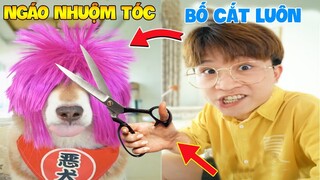 Thú Cưng Vlog | Ngáo Husky Troll Bố #39 | Chó husky vui nhộn thông minh | Dog husky funny smart