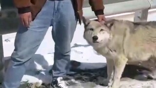 Serigala selebriti internet yang bisa mengibaskan ekornya