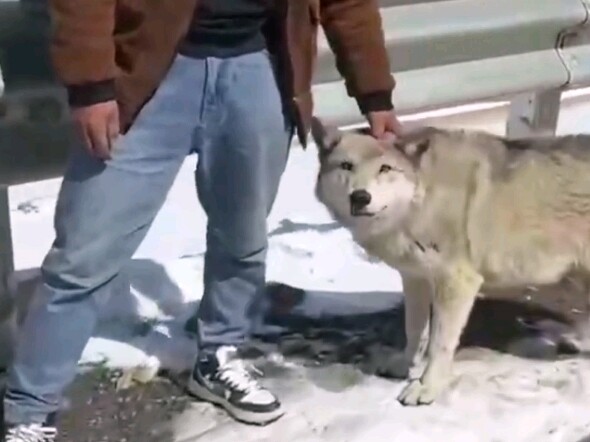 الذئب الشهير على الإنترنت الذي يستطيع أن يهز ذيله