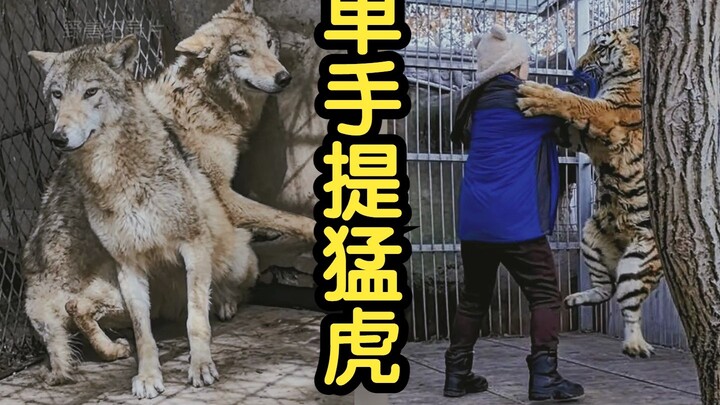 Carrying a Mighty Tiger with One Hand