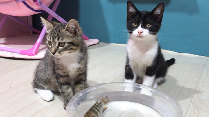 What’s a cat’s reaction the first time it sees a live fish?!