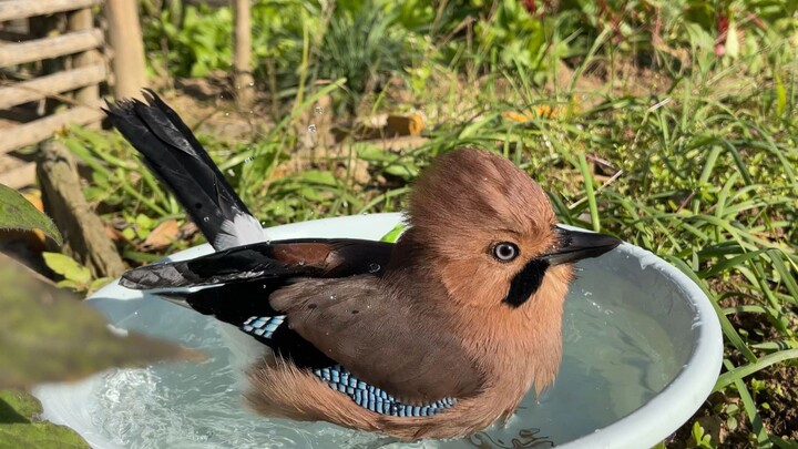 Diam-diam mengambil makanan yang disembunyikan si burung, lalu lihat reaksinya!
