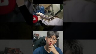 Besar banget kelabangnya😳 #misteri #kelabang