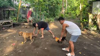 stag.pobreng manok