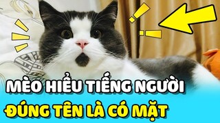 💥Bé mèo HIỂU TIẾNG NGƯỜI, chỉ cần Sen gọi ĐÚNG TÊN là xuất hiện ngay | TIN GIẢI TRÍ