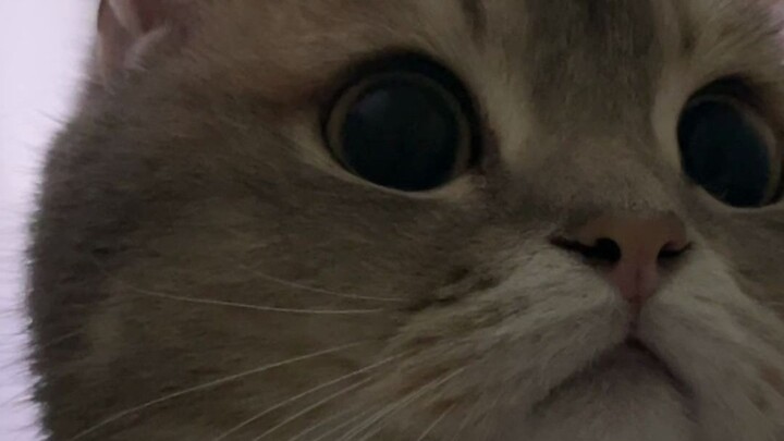How to treat a cat that keeps chewing