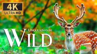 The Swiss Alps Wild Animal Paradise  Free Documentary Nature