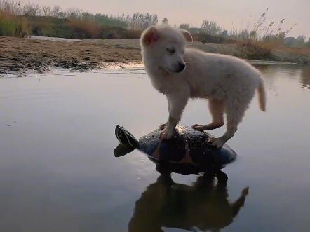 Kura-kura menggendong anjing menyeberangi sungai!