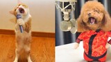 รวมคลิปตลก ฮาๆ หมาแมวน่ารักๆ Funny Animals #10