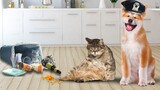 Sneaky Kitty Cat Catnaps Cheetos, and other Kitty Cat Madness! Cat Compilation 2
