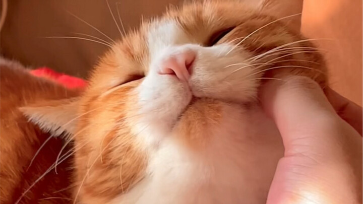 Sunlight is the perfect accessory for orange cats