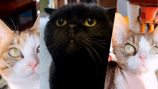 Field Test: Which Cat in My House Is Actually the Lucky Cat?